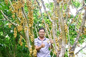 Chờ mùa dâu núi Cấm