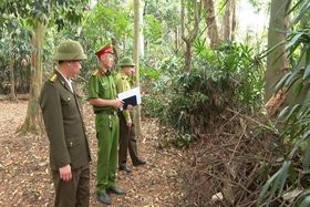 Tăng cường thực hiện các biện pháp phòng cháy, chữa cháy rừng