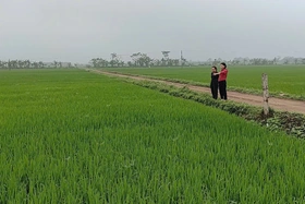 Hơn 3.300ha lúa nhiễm bệnh khô vằn