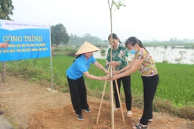 Gần 800 cây hoa phong linh trồng làm “Đường hoa kiểu mẫu”