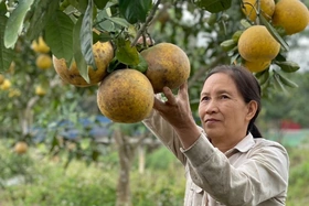 Xây dựng vùng cây ăn quả có giá trị kinh tế cao