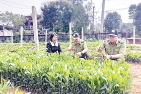 Hiệu quả kinh tế lâm nghiệp