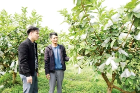 Trợ lực nông dân vượt khó làm giàu