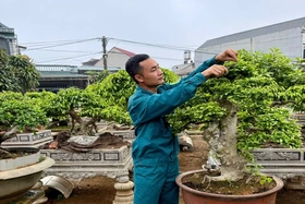 Hoàng Xá phát triển nghề trồng hoa, cây cảnh