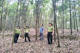 Kỳ II: Giải “bài toán” tăng diện tích rừng FSC