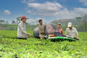 Để hương chè Phú Thọ bay xa