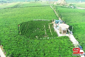 Đồi chè Mộc Châu - điểm đến hấp dẫn du khách