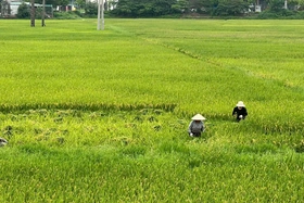 Năng suất lúa vụ Xuân năm 2025 ước đạt 61,95 tạ/ha