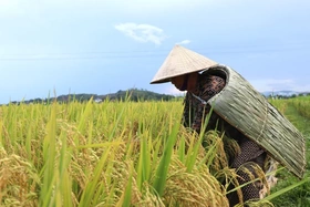 Yên Lạc “giữ lửa” nghề chằm áo tơi truyền thống