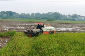 Năng suất vụ Xuân ước đạt 62 tạ/ha