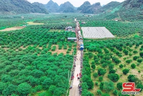 Mùa mận chín trên cao nguyên