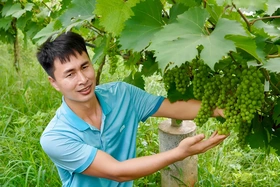 Ngọt ngào nho sữa giữa đảo hồ Thác Bà