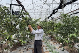 Đồng bộ giải pháp nâng cao thu nhập cho người dân