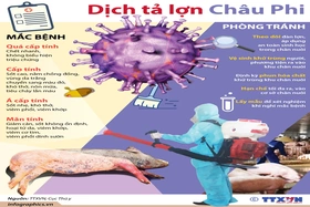 Phú Thọ chủ động phòng, chống dịch bệnh Dịch tả lợn Châu Phi