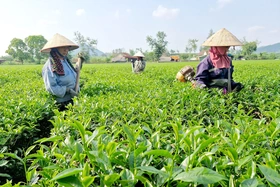 Tập trung phát triển thương mại, dịch vụ ở Thục Luyện