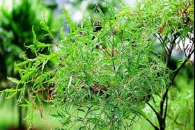 5 vị thuốc phòng và trị rối loạn tiền đình