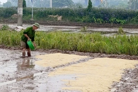 Hoàn thành thu hoạch vụ Xuân