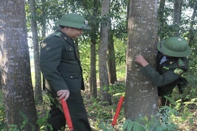 Đẩy mạnh trồng và chuyển hoá rừng gỗ lớn