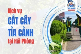 HOANGHUYCLEAN Dịch vụ cắt cây tỉa cảnh tại Hải Phòng chuyên nghiệp