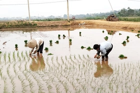 Toàn tỉnh đã gieo cấy được gần 5.000ha lúa Mùa
