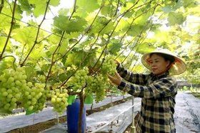 Phát triển nông nghiệp sạch và bền vững ở Cự Đồng