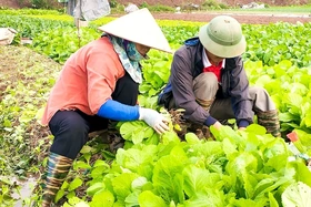 Ứng phó với khó khăn trong sản xuất vụ Mùa