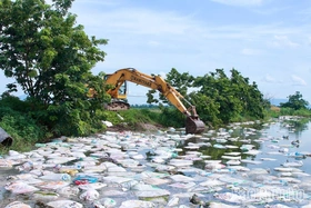 Xử lý xác lợn vứt trôi nổi ở ao nuôi thủy sản tại khu Đồng Trằm