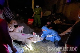 Thêm 9 xã mới phát sinh bệnh Dịch tả lợn châu Phi