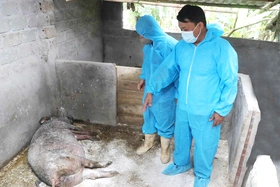 Bệnh dịch tả lợn châu Phi đã xảy ra tại 29 xã, phường