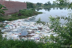 Nhiều xác lợn chết bị vứt trôi nổi trong ao thủy sản khu Đồng Trằm