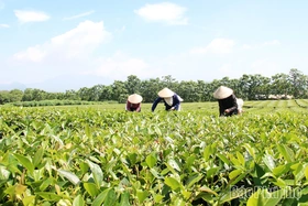 Về Yên Sơn nghe hương trà “kể chuyện”