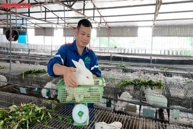Nâng cao thu nhập từ mô hình nuôi thỏ