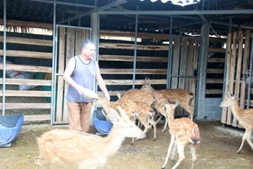 Nuôi hươu, nai - kỳ vọng một hướng đi mới ở Tu Vũ