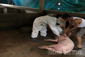 Đã có 2 xã hết bệnh Dịch tả lợn châu Phi