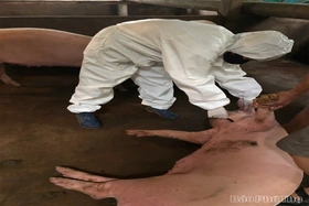 Không phát sinh ổ bệnh Dịch tả lợn châu Phi mới