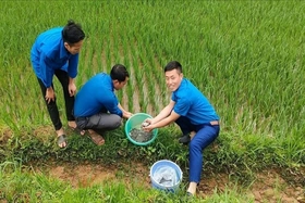 Cá lúa cộng sinh, nhân đôi giá trị