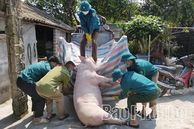 Xử phạt một trường hợp vận chuyển, vứt xác lợn mắc bệnh Dịch tả lợn châu Phi ra môi trường