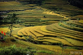 Dẻo thơm cơm lúa xứ Mường