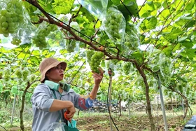 Người tiên phong đưa giống cây “quý tộc” về Bình Liêu