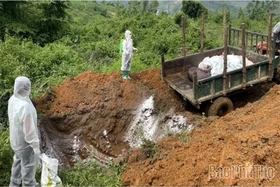 Thêm 1 xã hết bệnh Dịch tả lợn châu Phi