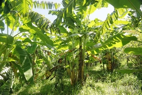 “Kho vàng xanh” bên núi Chẹn