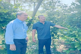 Trà hoa vàng Tam Đảo - sản phẩm dược liệu uy tín cho thu nhập cao