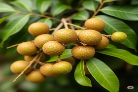 4 lợi ích sức khỏe bất ngờ của quả nhãn