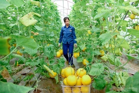 Đột phá trong sản xuất nông nghiệp ứng dụng khoa học kỹ thuật ở Nguyệt Đức