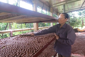 Cây mắc ca bám rễ trên đất lúa