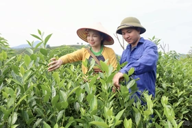 Trà Bát Tiên Long Cốc - đặc sản hương trà Đất Tổ