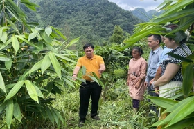 Cây giang lấy lá - mở hướng đi mới cho nông dân