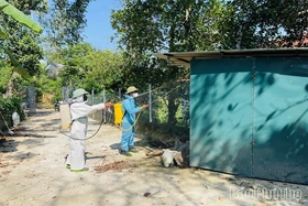 Xã Thái Hòa: Hàng nghìn con lợn bị tiêu hủy, nhiều gia đình trắng tay