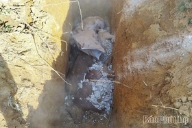 Nật Sơn: Tiêu hủy hơn 30 tấn lợn bị nhiễm dịch tả lợn Châu Phi