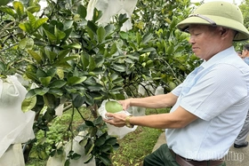 Tập trung chăm sóc cây trồng trong thời tiết bất thuận